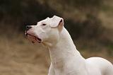 DOGUE ARGENTIN 072